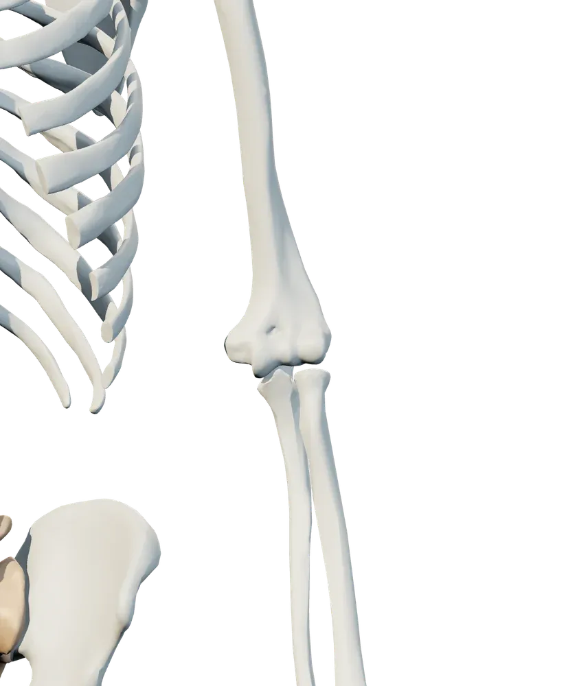 Front view of arm & elbow