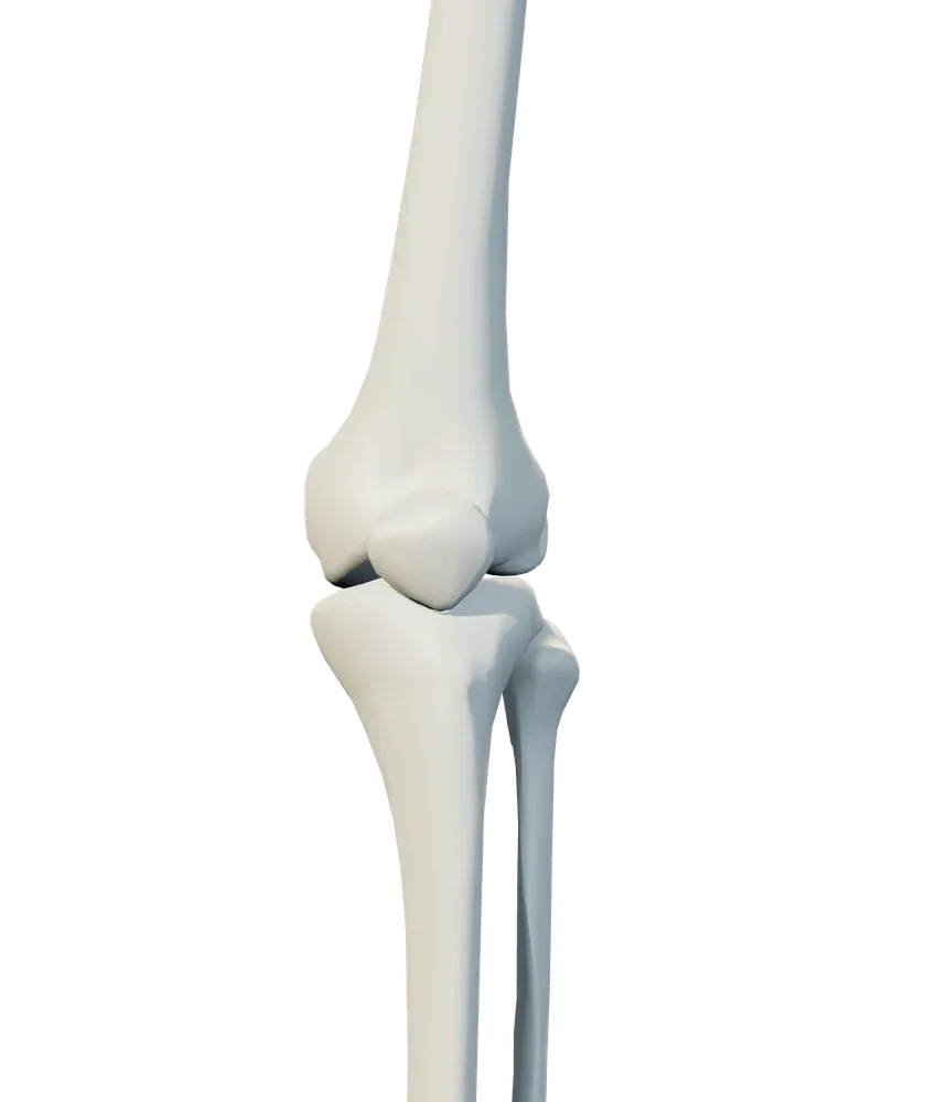 Front view of knee