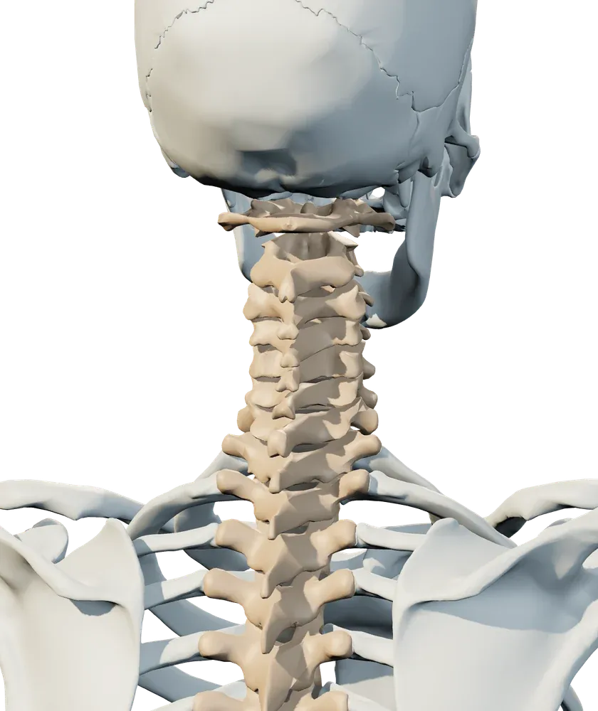 Back view of neck