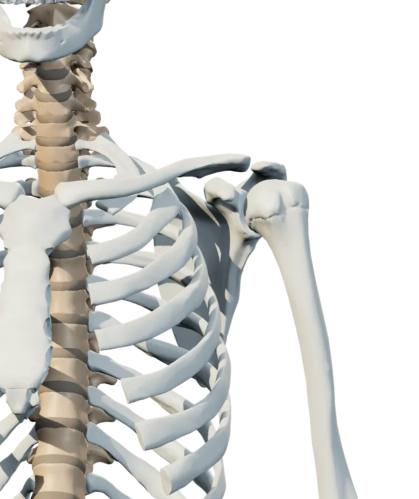 Front view of shoulder