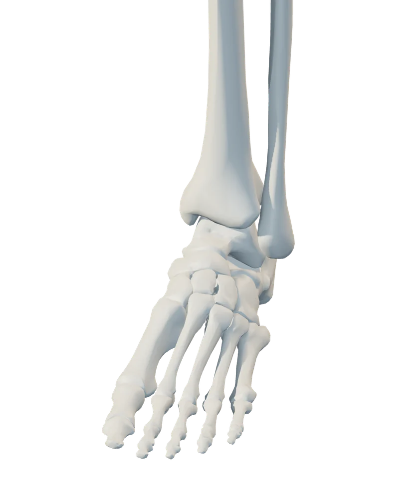 Front anatomical view of ankle & foot