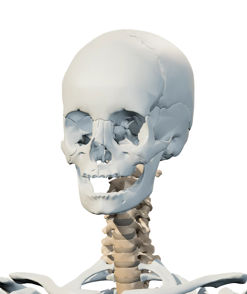 Front anatomical view of head & jaw
