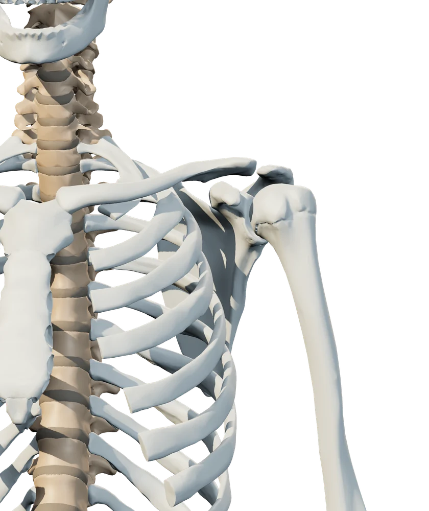 Front anatomical view of shoulder