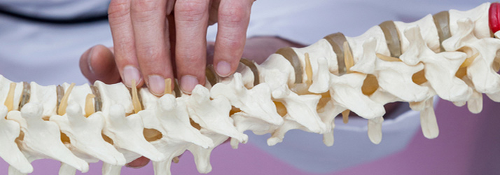 Hands holding a model of the spine